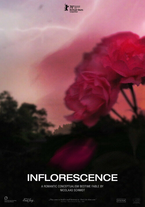 Inflorescence