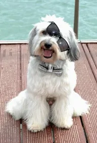 Pudsey