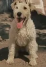 Мило