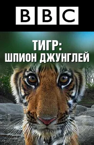 BBC: Тигр – шпион джунглей