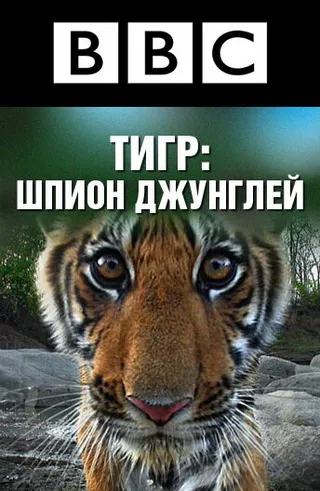 Постер BBC: Тигр – шпион джунглей (2008)