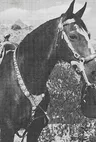Чемпион