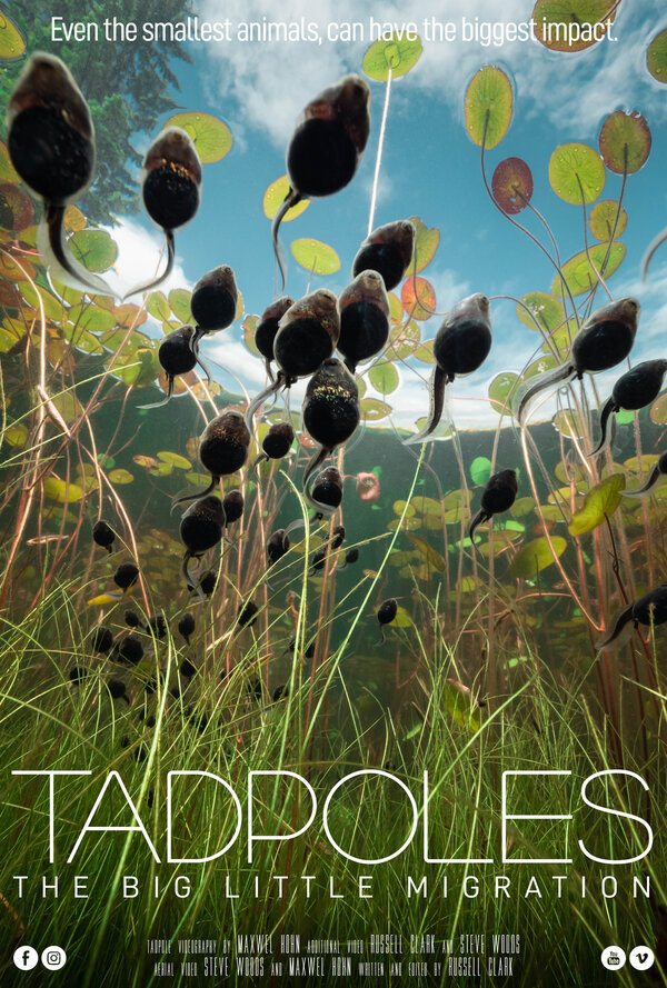 Постер фильма Tadpoles: The Big Little Migration
