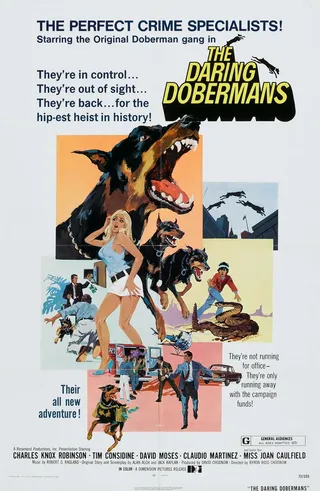 Постер Отважные доберманы (1973)