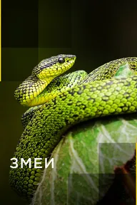 Змеи