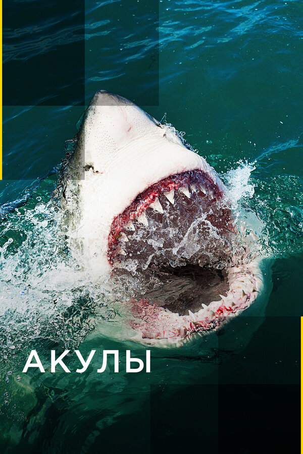 Постер сериала Акулы