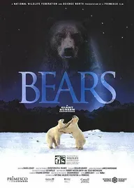 Медведи