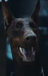 Гуз
