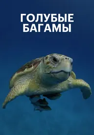 Голубые Багамы