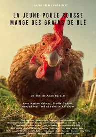 La Jeune Poule Rousse Mange des Grains de Blé