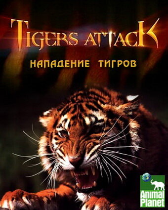 Постер фильма Нападение тигров