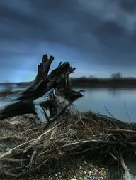 Down by the Water