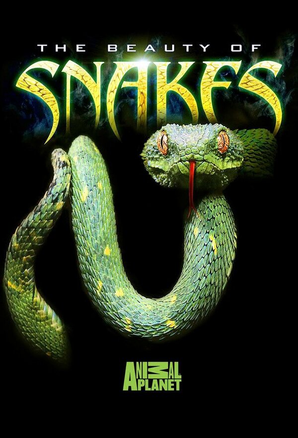 Постер фильма Beauty of Snakes