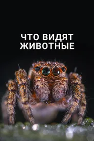 Что видят животные