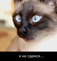 Я не сдамся...