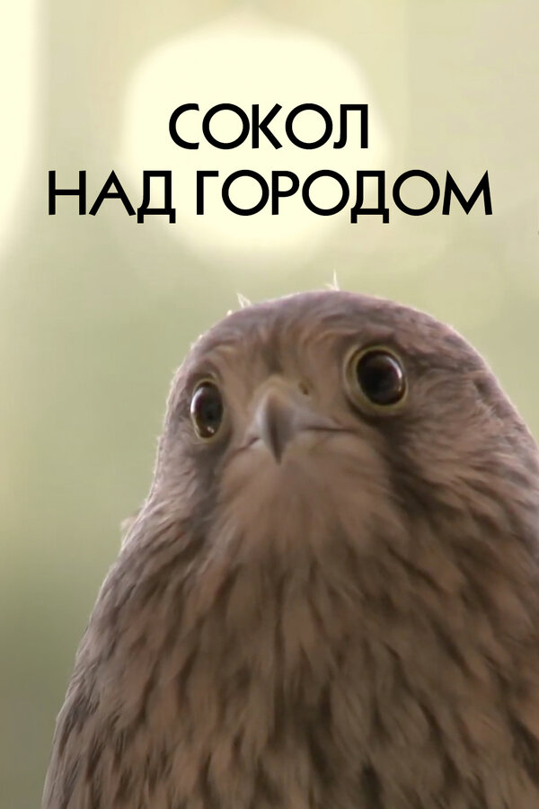 Постер фильма Сокол над городом