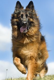 Kaiser