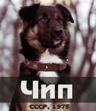 Чип