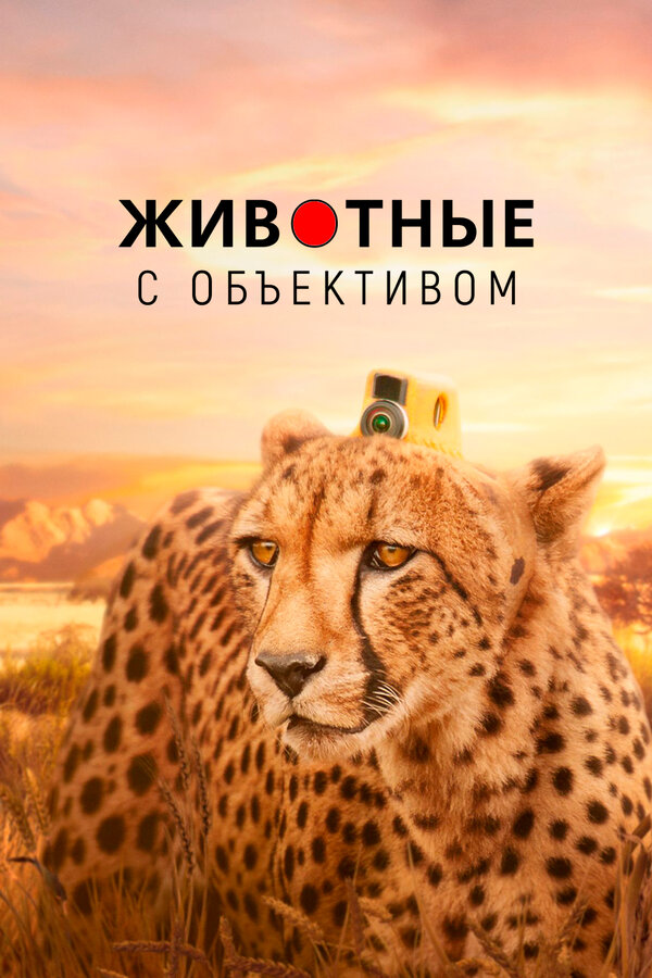 Постер сериала Животные с объективом