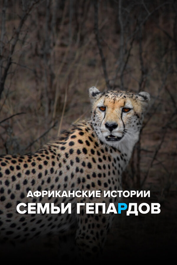 Постер сериала Африканские истории семьи гепардов