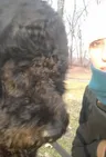 Аманда Уайлдер